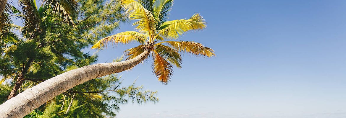 Suiten Special Winter 2023/24 - AIDAmar - Große Feiertagsreise Karibik
